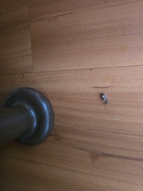 One of many roaches