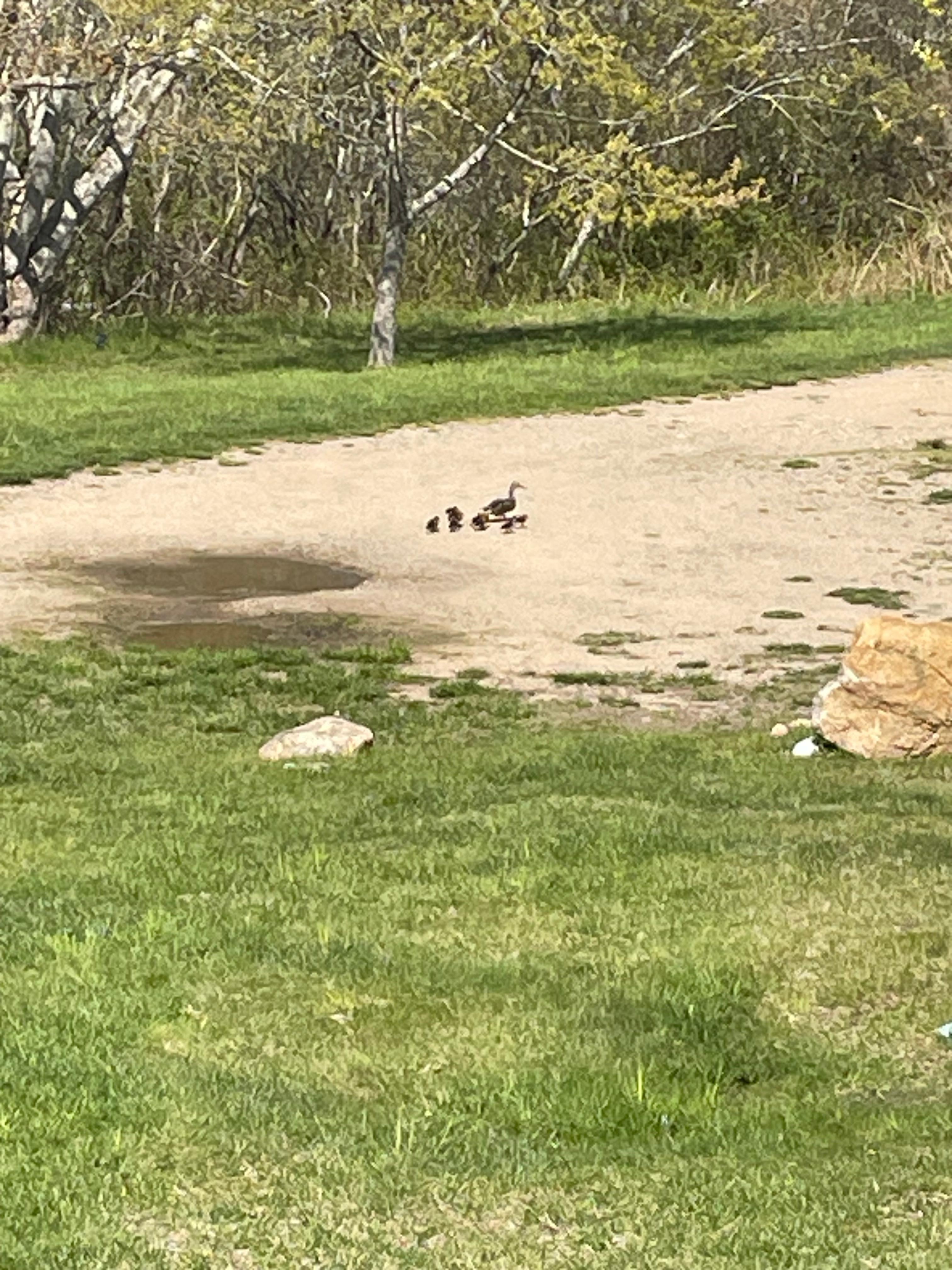 Make way for ducklings… they came to swim in a puddle.