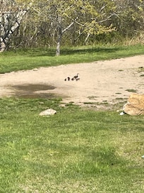 Make way for ducklings… they came to swim in a puddle.