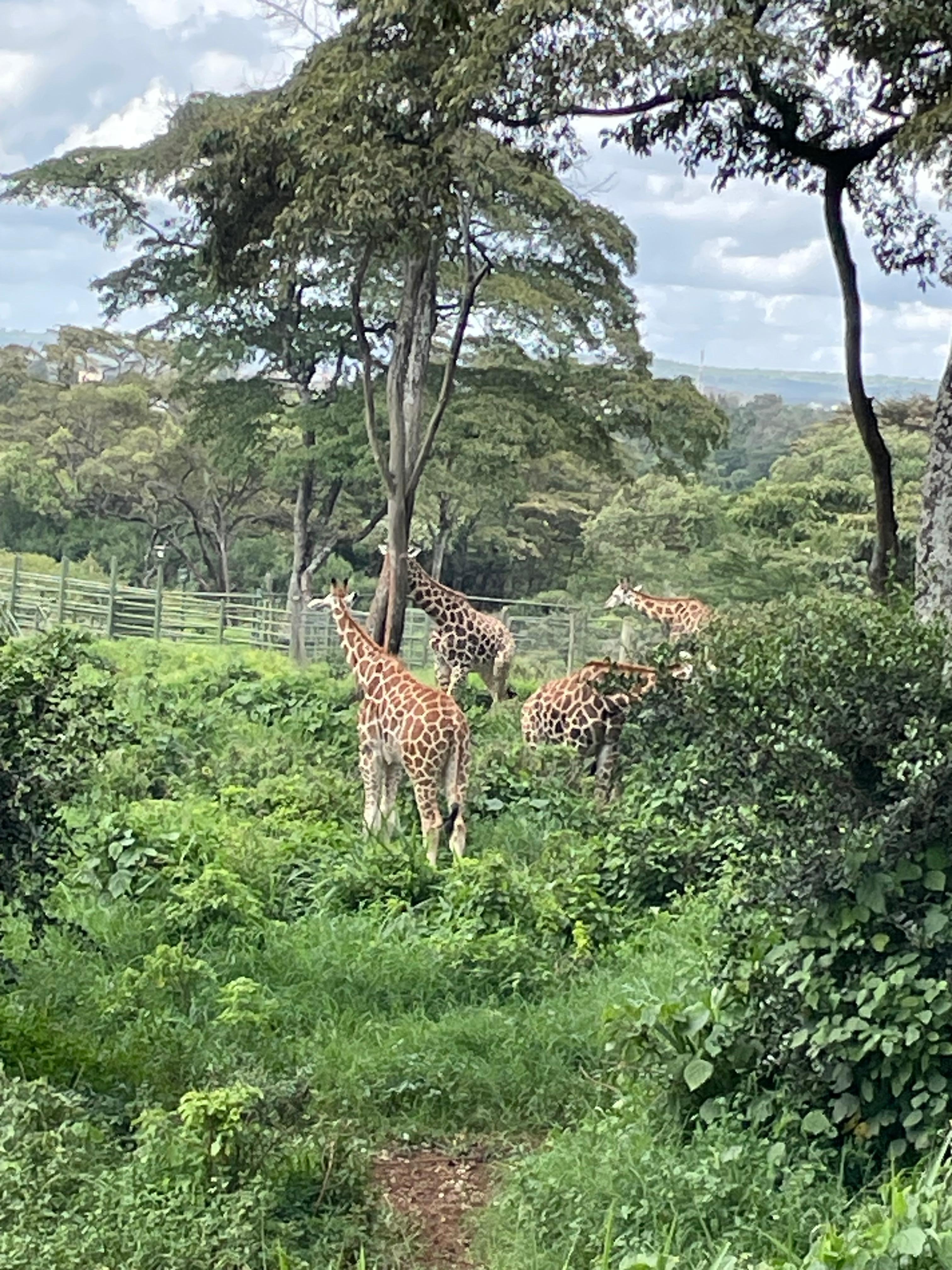 Giraffe Center