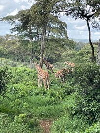 Giraffe Center