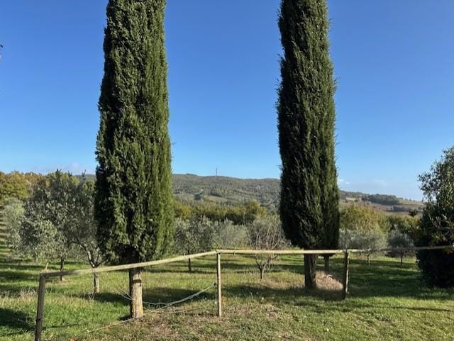 View from the garden