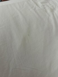 Bed bug