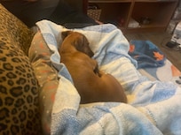 Coco is very comfortable.