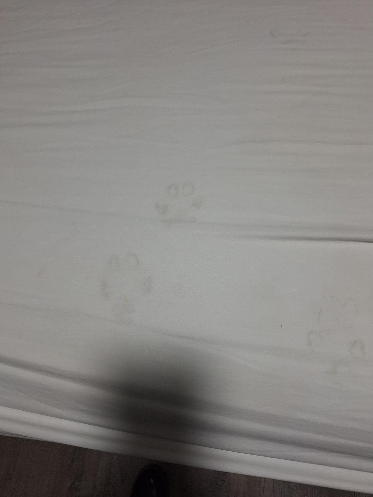 Dog print