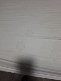 Dog print