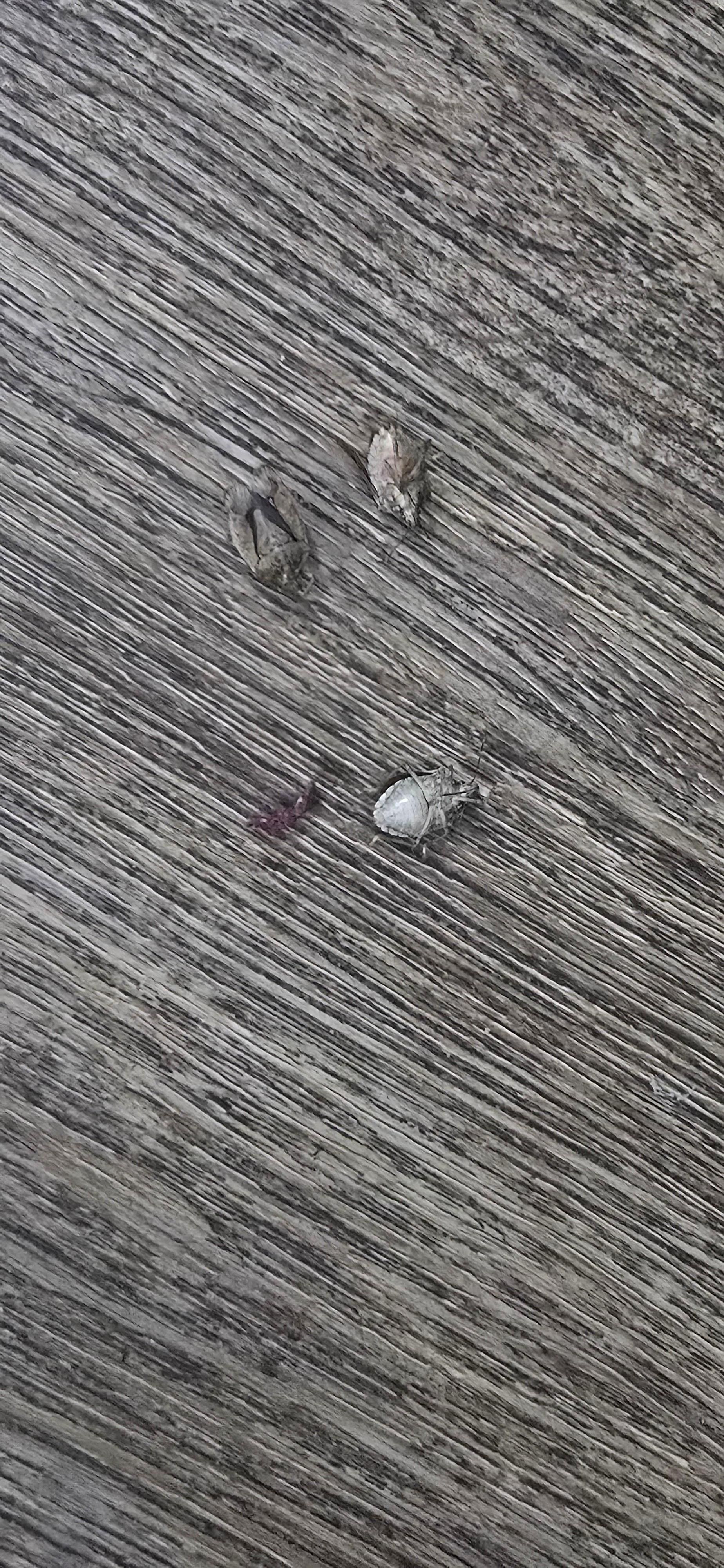 Just a few killed at night. I threw others b4 remembering I had to take 📸 