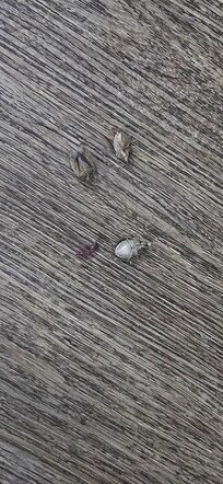 Just a few killed at night. I threw others b4 remembering I had to take 📸