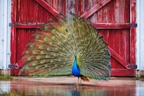 Random peacock on. Evening drive