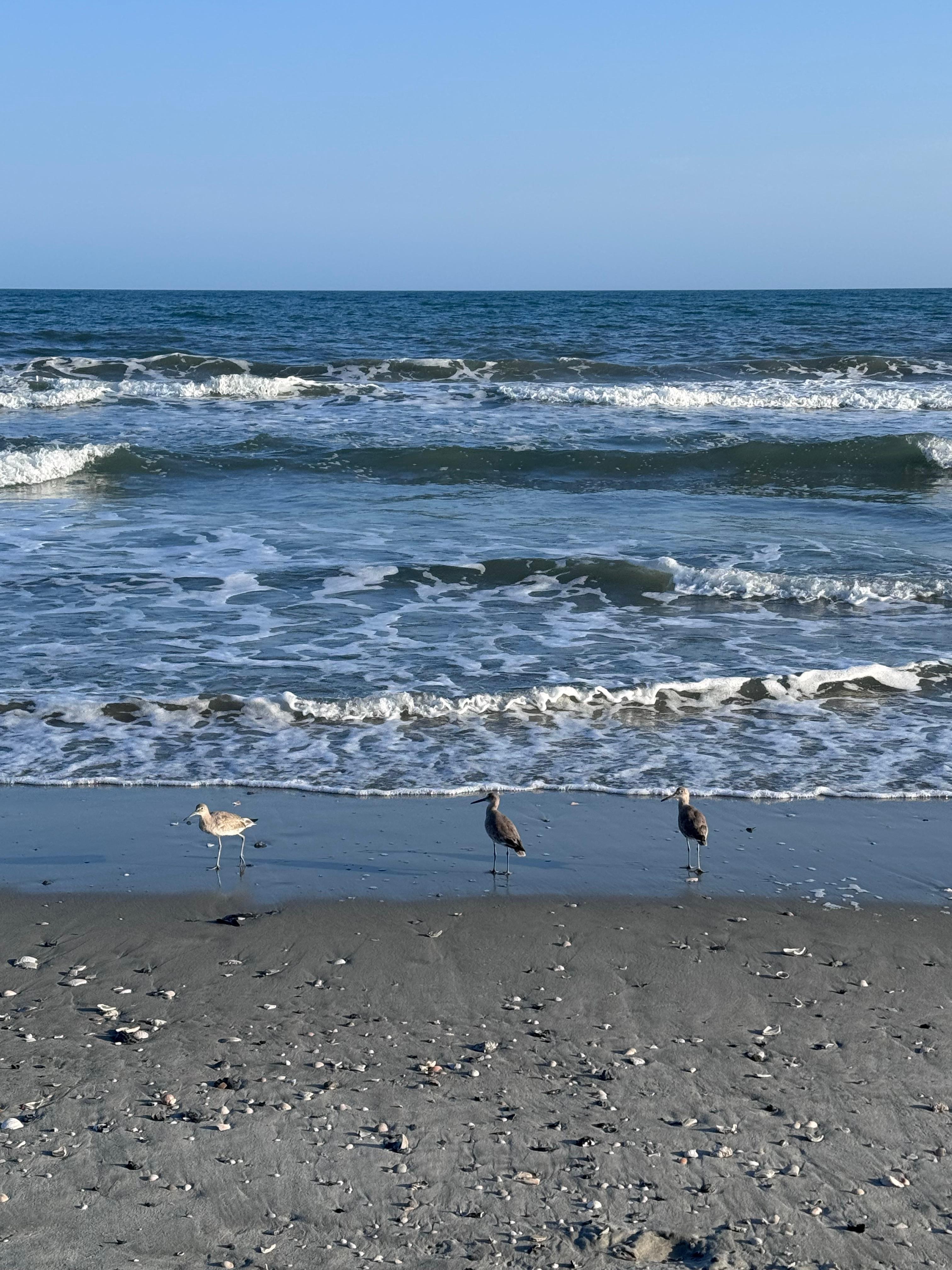 Seagulls on the seashore 