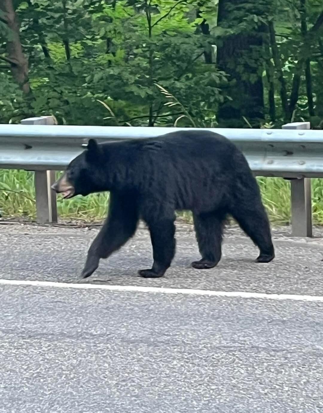 Bear Mansfield