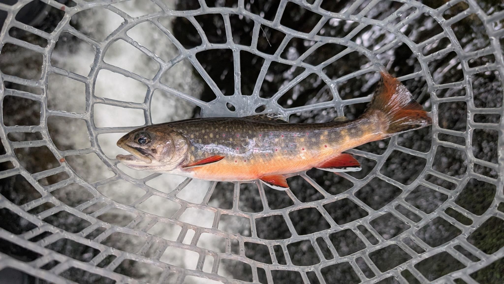 Wild Brook Trout caught on the Lynn Prong above the Cascades.