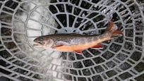 Wild Brook Trout caught on the Lynn Prong above the Cascades.