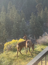 2 of these 3 deer that wandered by our window.