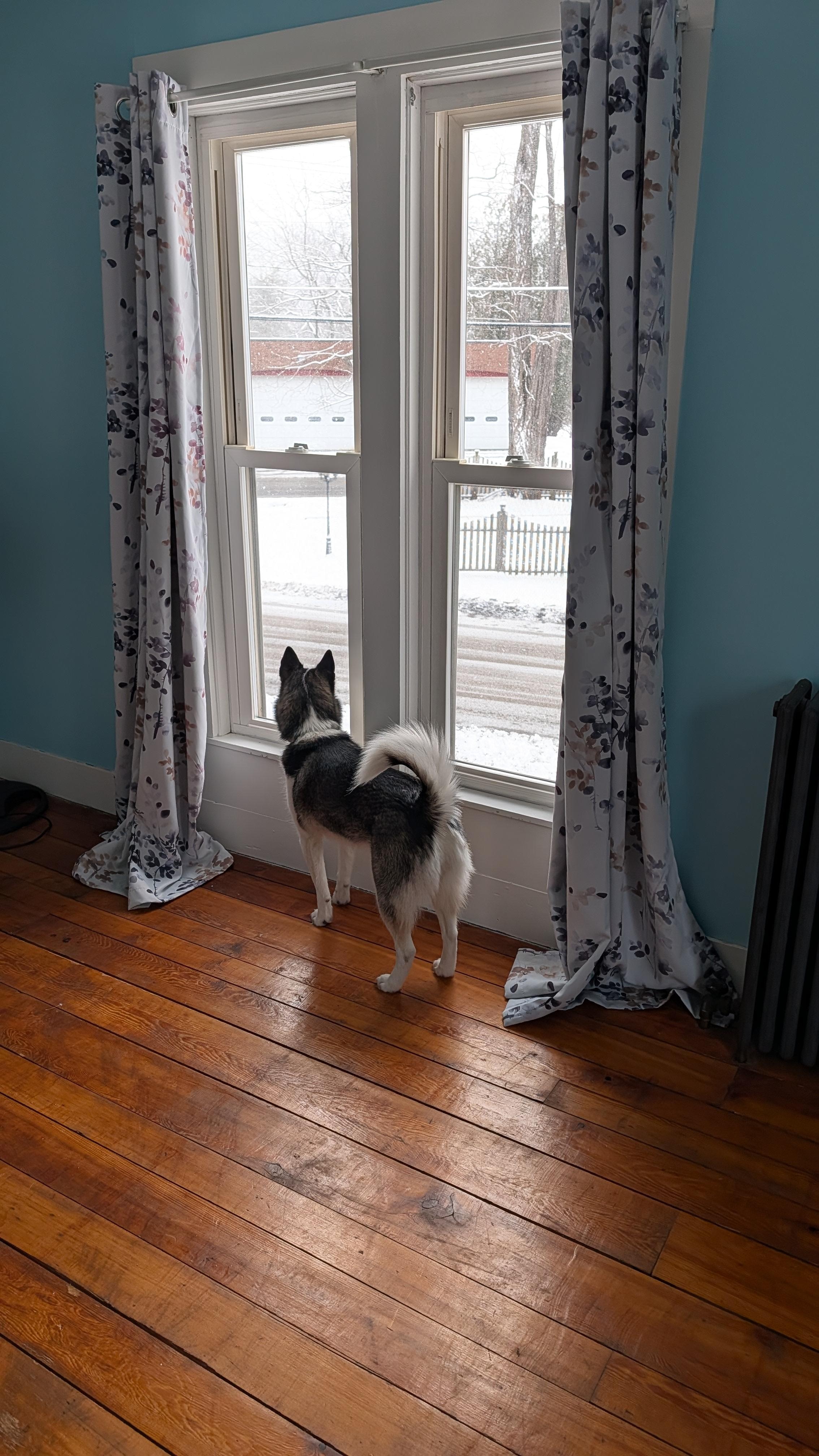 Tall Victorian windows giving Mishka plenty to distract her and the rest of us plenty of natural light.