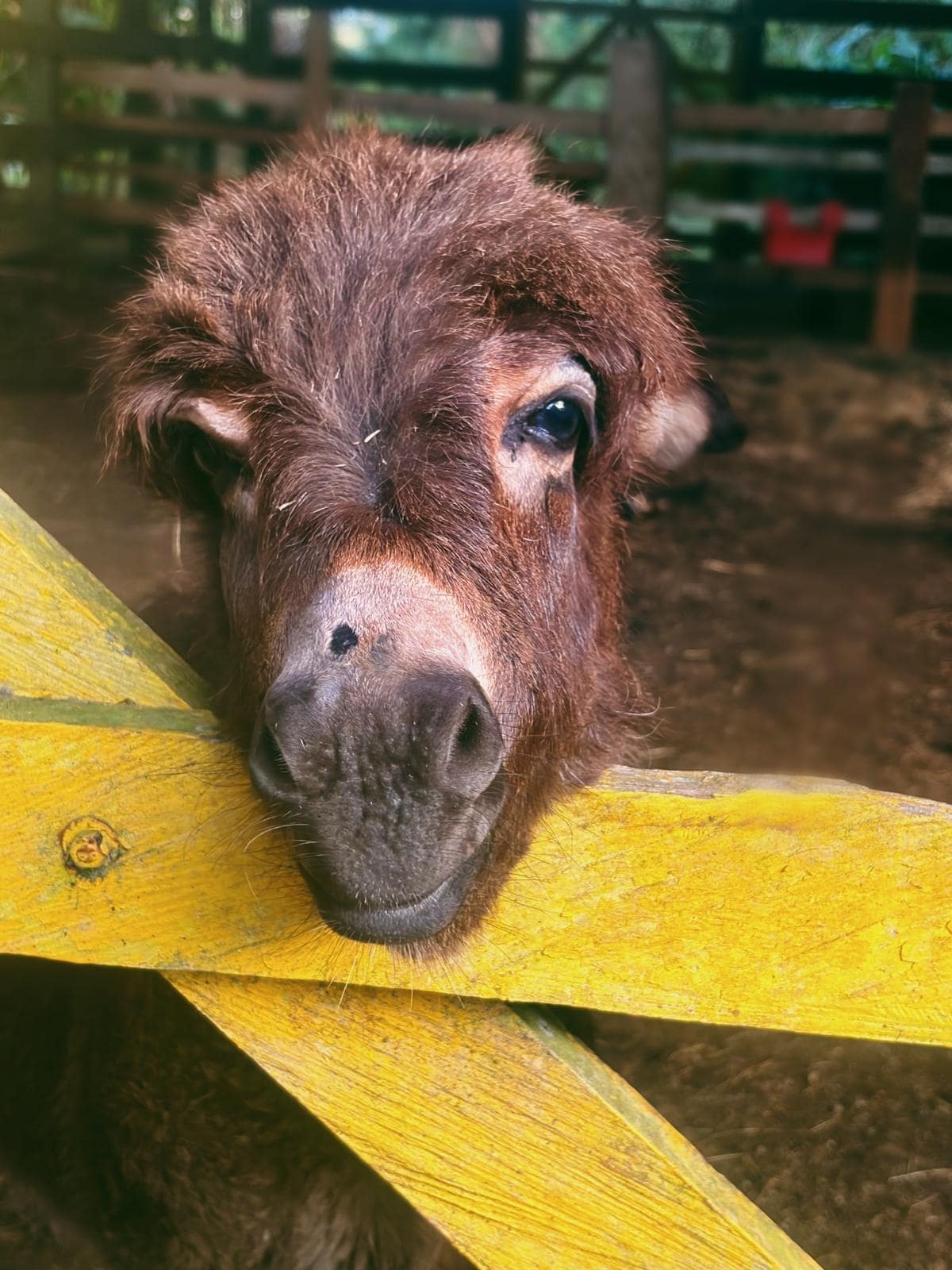 Baby donkey eager at the stable eager to be pet and make new friends.