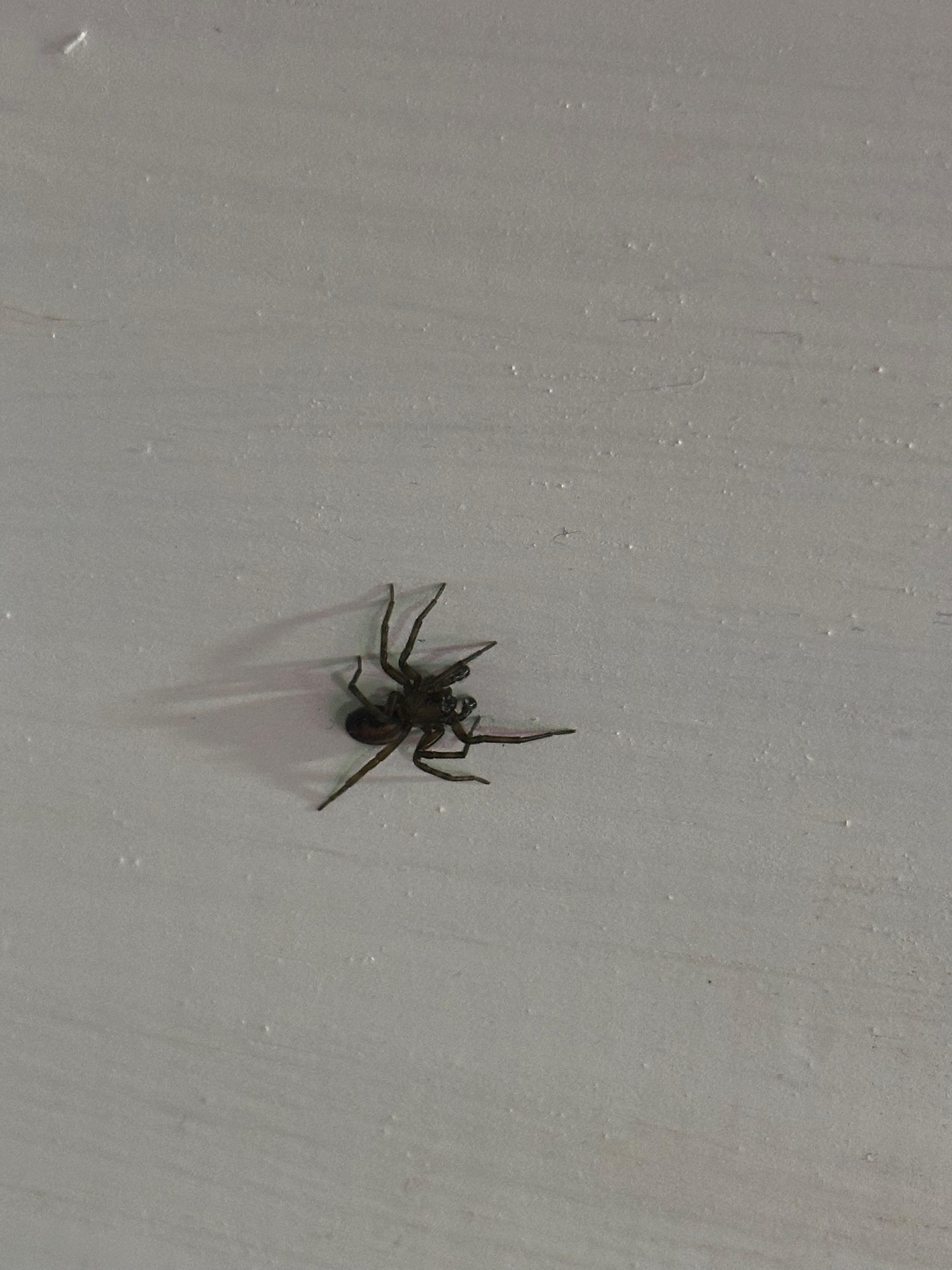There were at least 4 of these and two other brown ones I unfortunately had to kill to keep my girlfriend and 9 year old daughter from freaking out. 