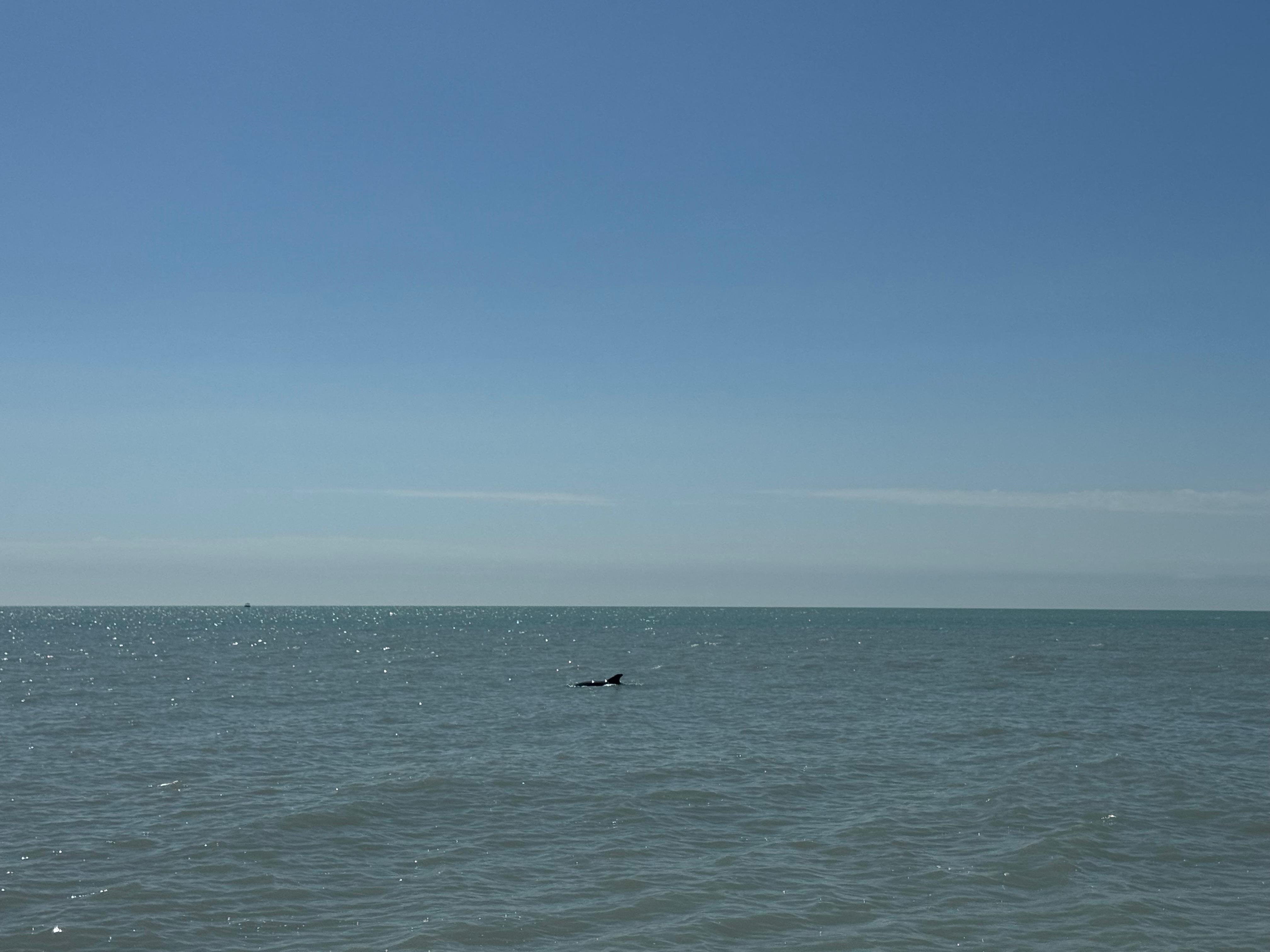 Dolphins right from the hotel beach 