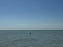 Dolphins right from the hotel beach