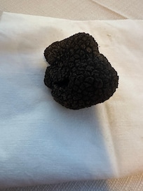 Black truffle picked on the same day