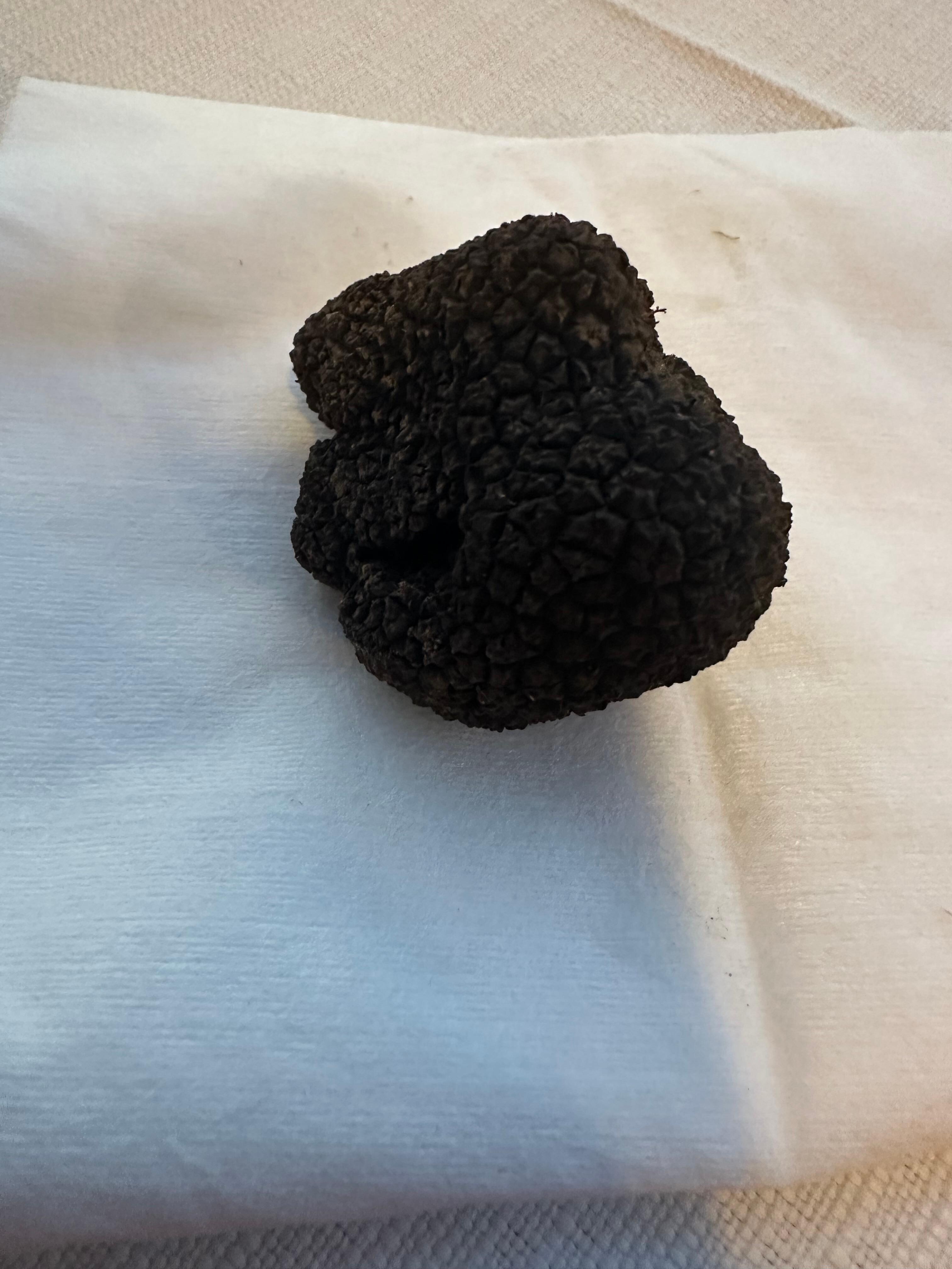 Black truffle picked on the same day
