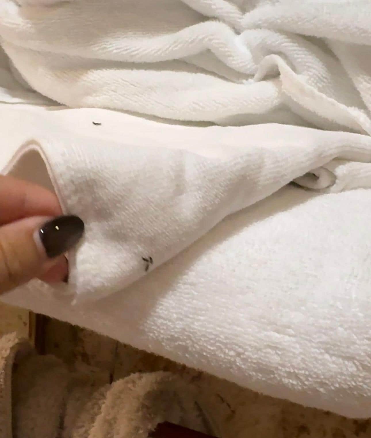 浴室毛巾很多蟲