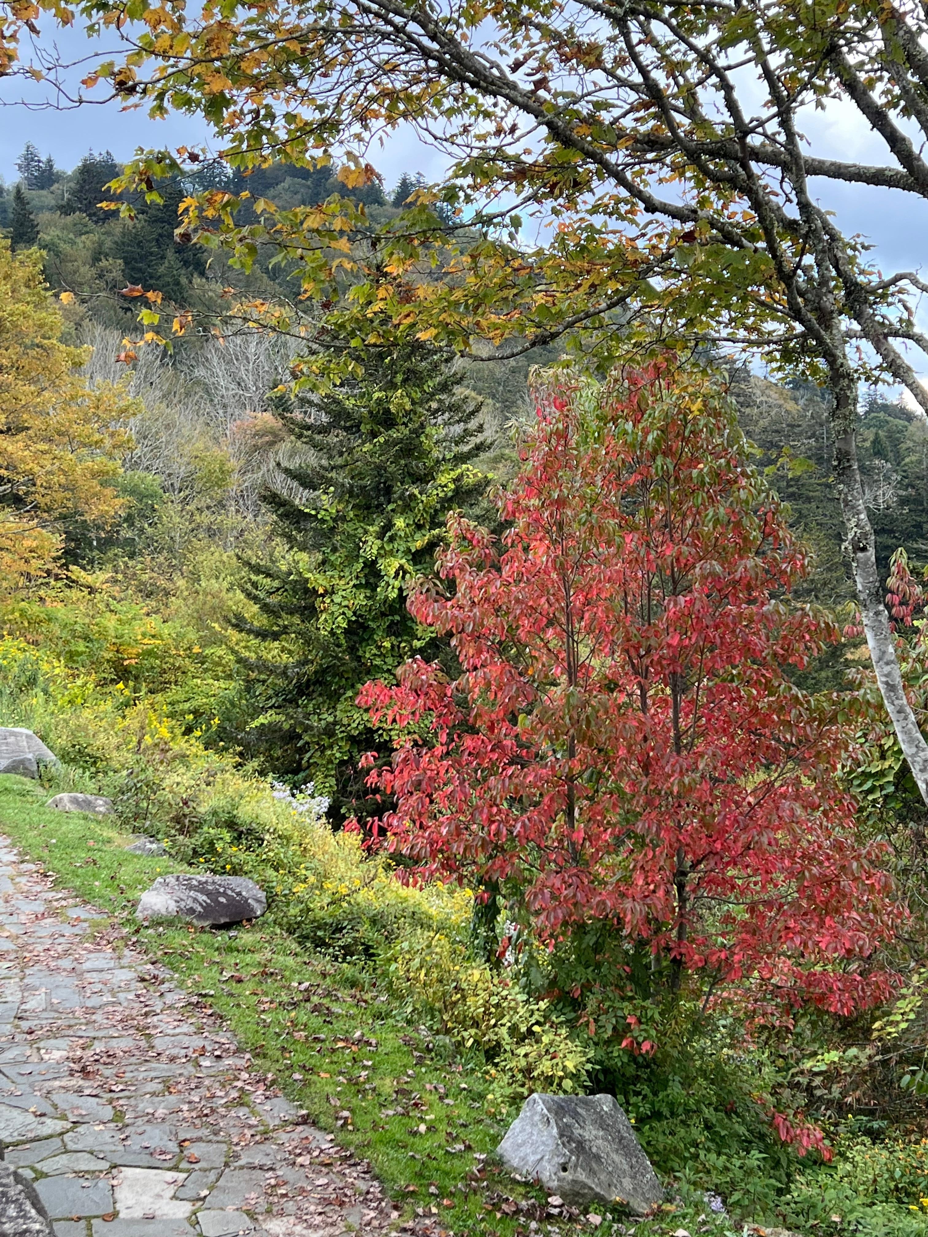 Little color on the Newfoundland Gap Road