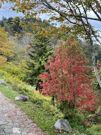 Little color on the Newfoundland Gap Road