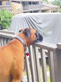 Duke resting his face as he watches the deer.