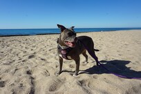 Our pup on the beach