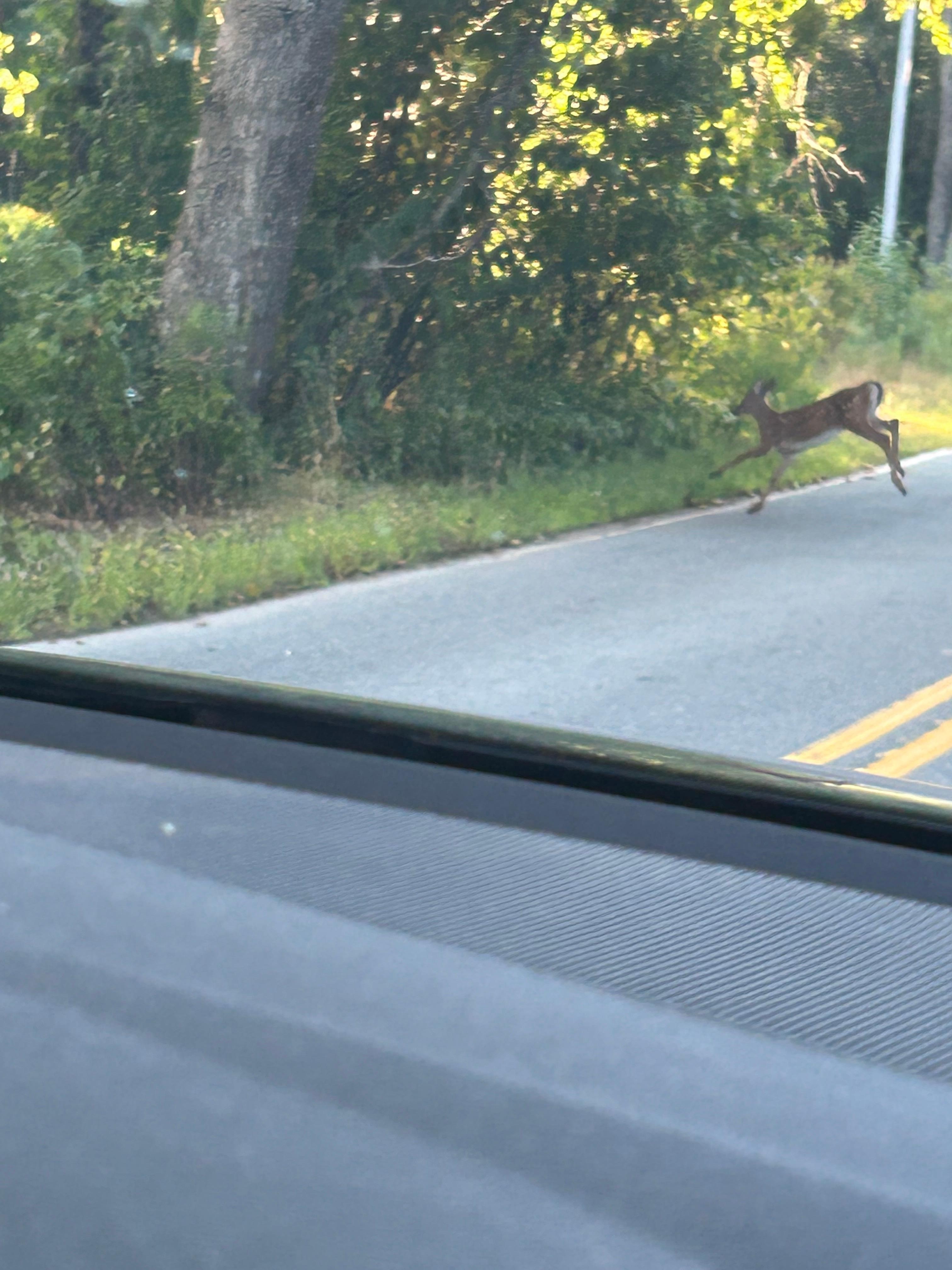 Had the pleasure of seeing a family of Deer on the road into Winter Harbor.