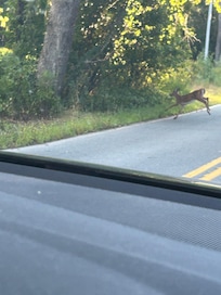 Had the pleasure of seeing a family of Deer on the road into Winter Harbor.