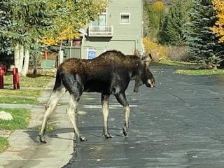 Moose wander the neighborhood after an afternoon rain.  