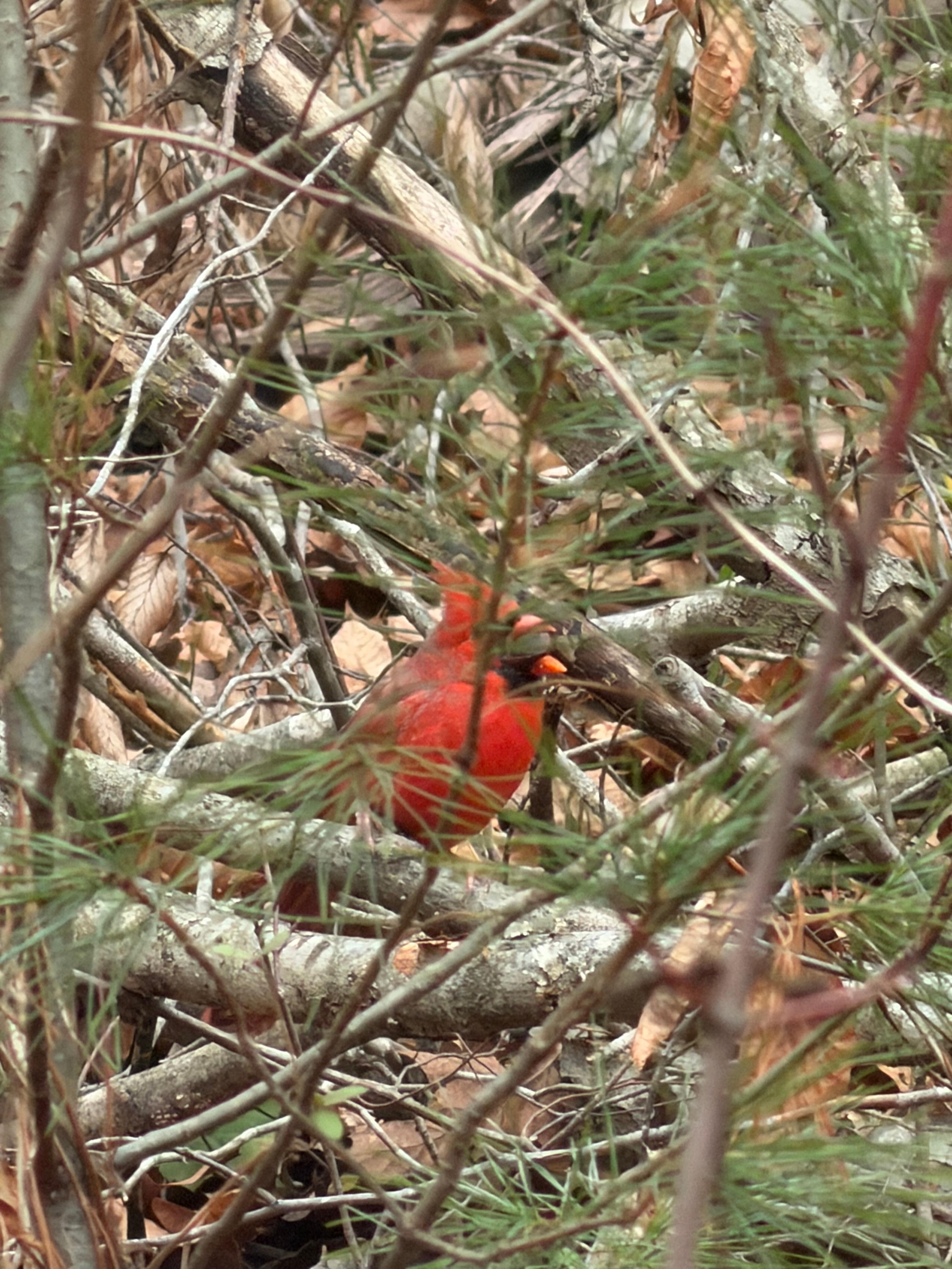 View out the back window…a bird sanctuary!