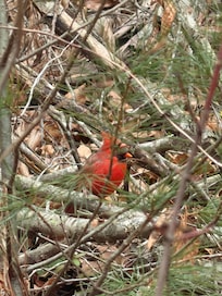 View out the back window…a bird sanctuary!