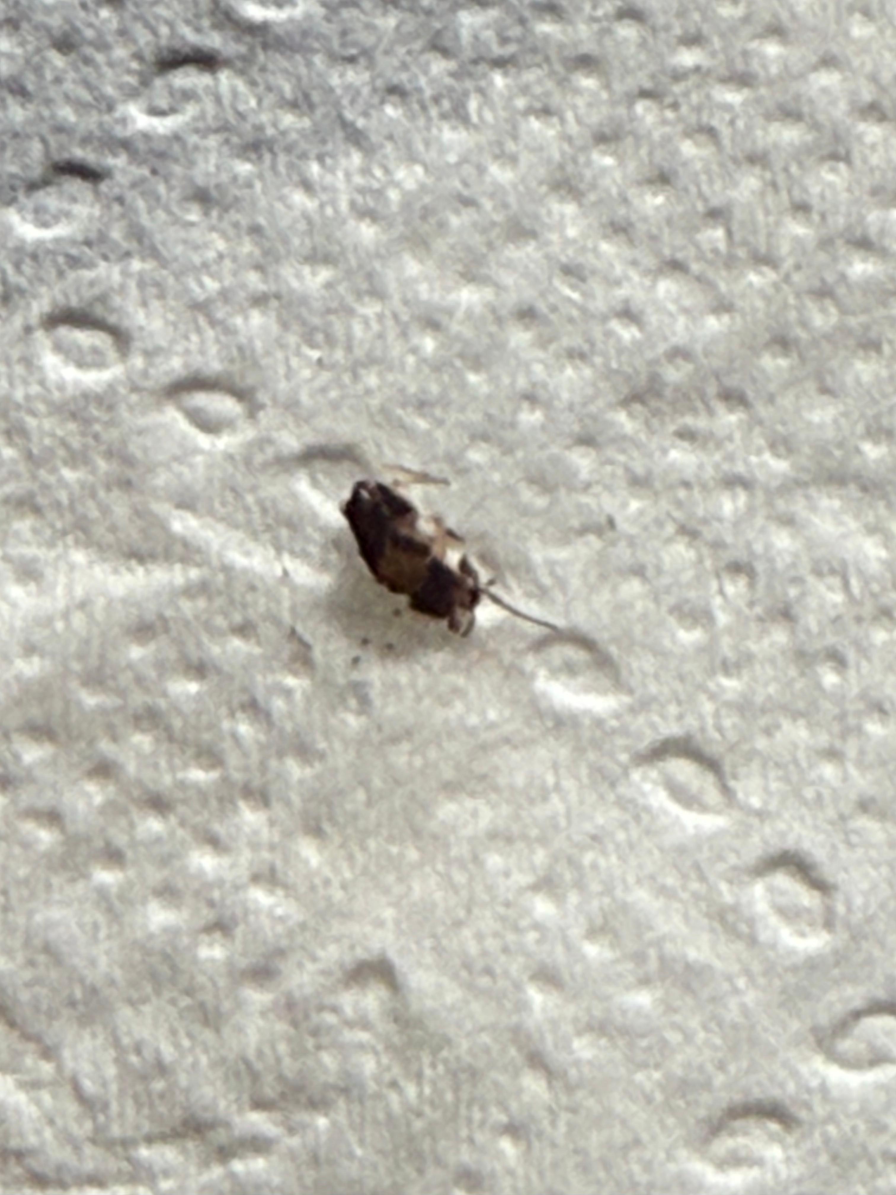 Roach