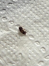 Roach