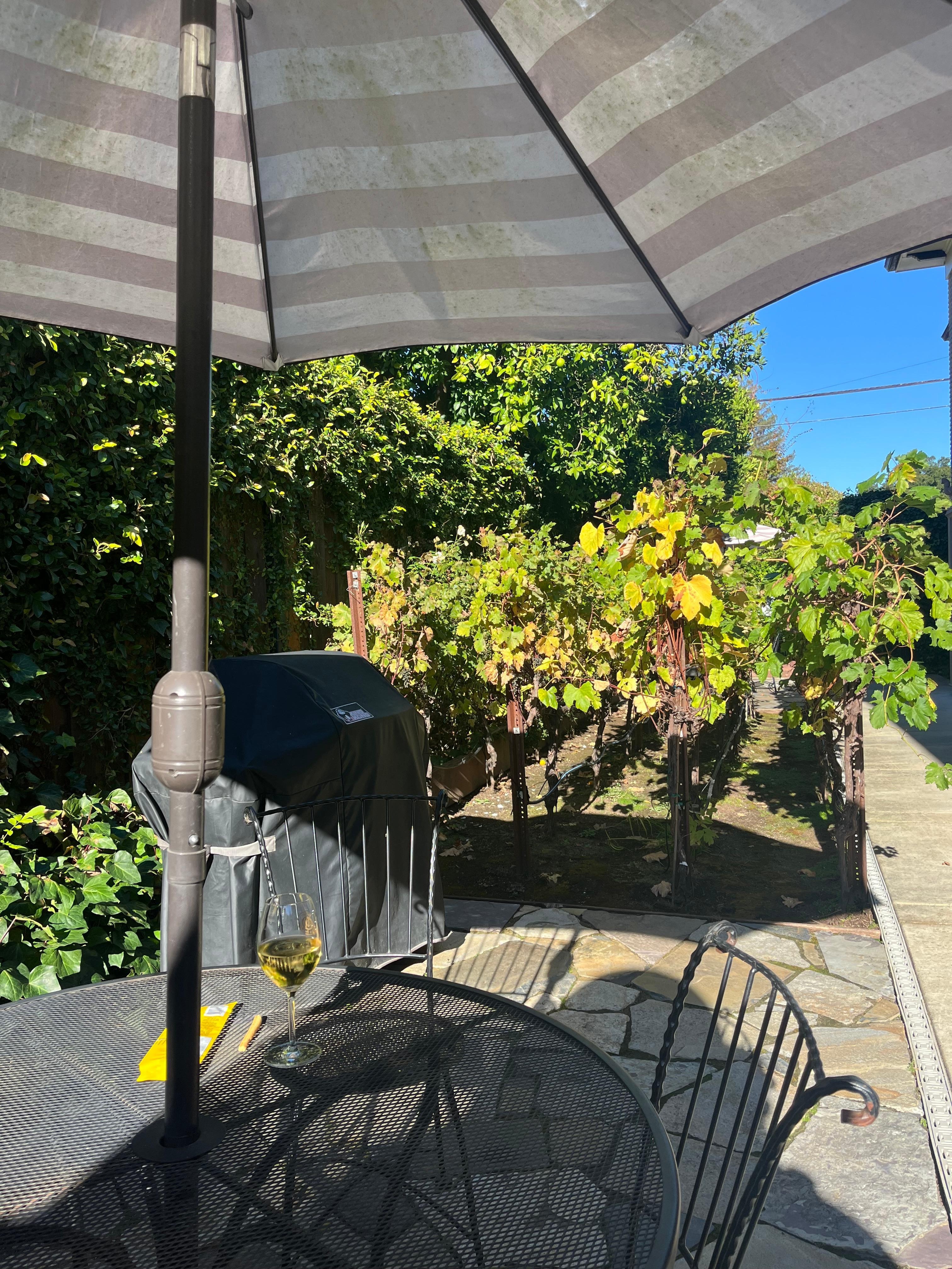 Patio with micro vineyard…very charming. 