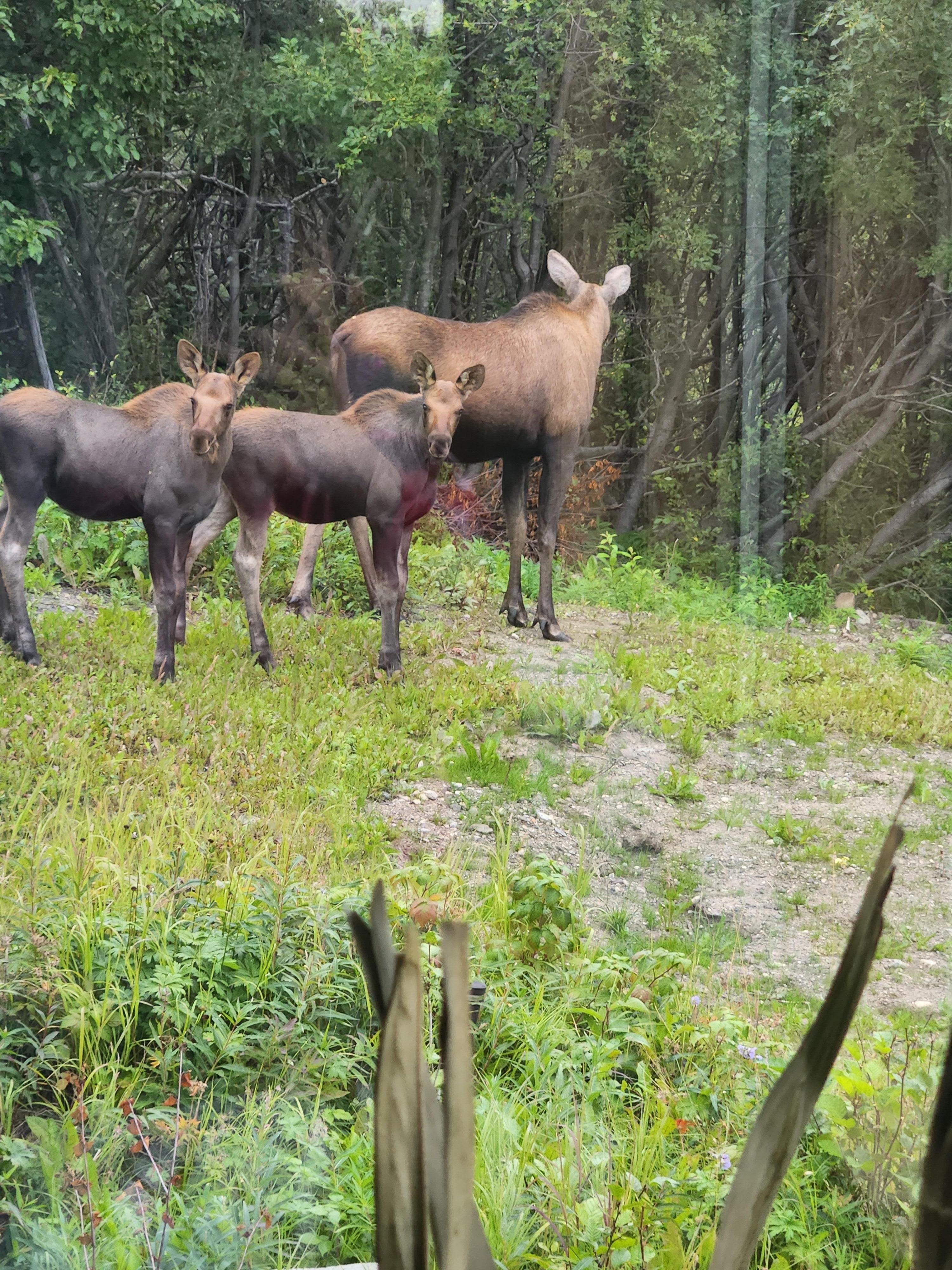 The mama and her babies taking a stroll