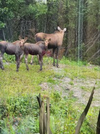 The mama and her babies taking a stroll