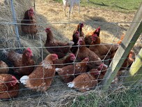 Lots of chickens