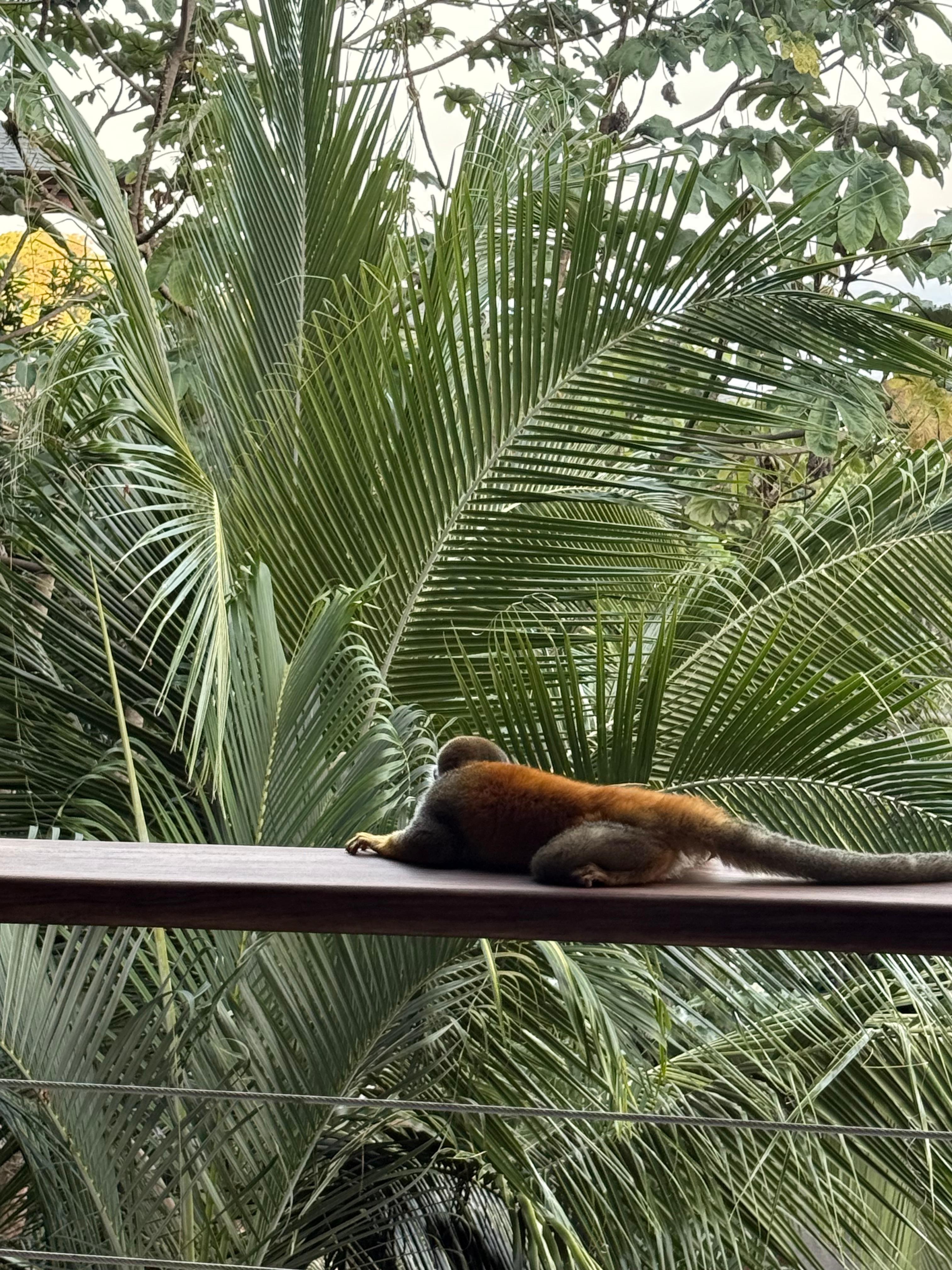 squirrel monkey on the balcony railing