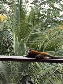 squirrel monkey on the balcony railing