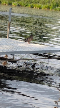 A friendly duck who greeted us every evening.