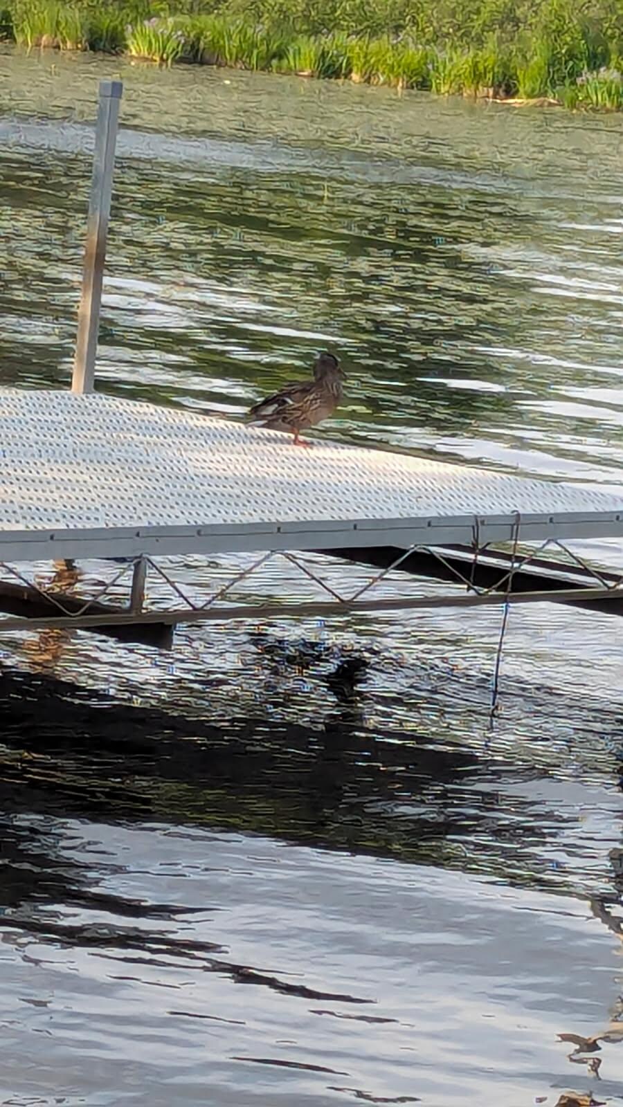A friendly duck who greeted us every evening.