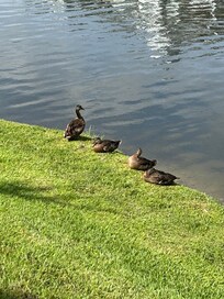 Ducks at the Pond
