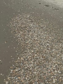 Seashells for days!