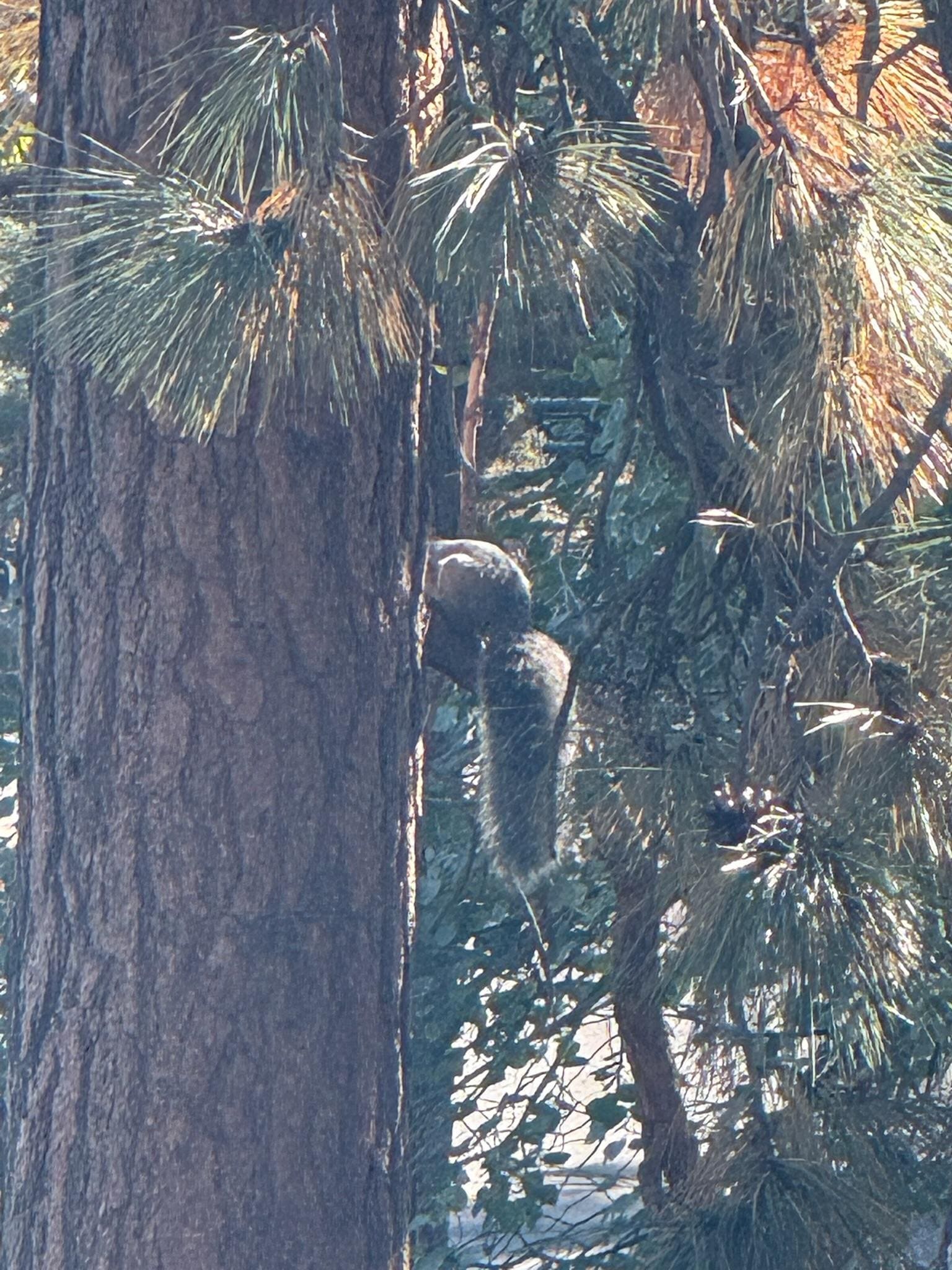 Squirrel in the tree right out our balcony as well