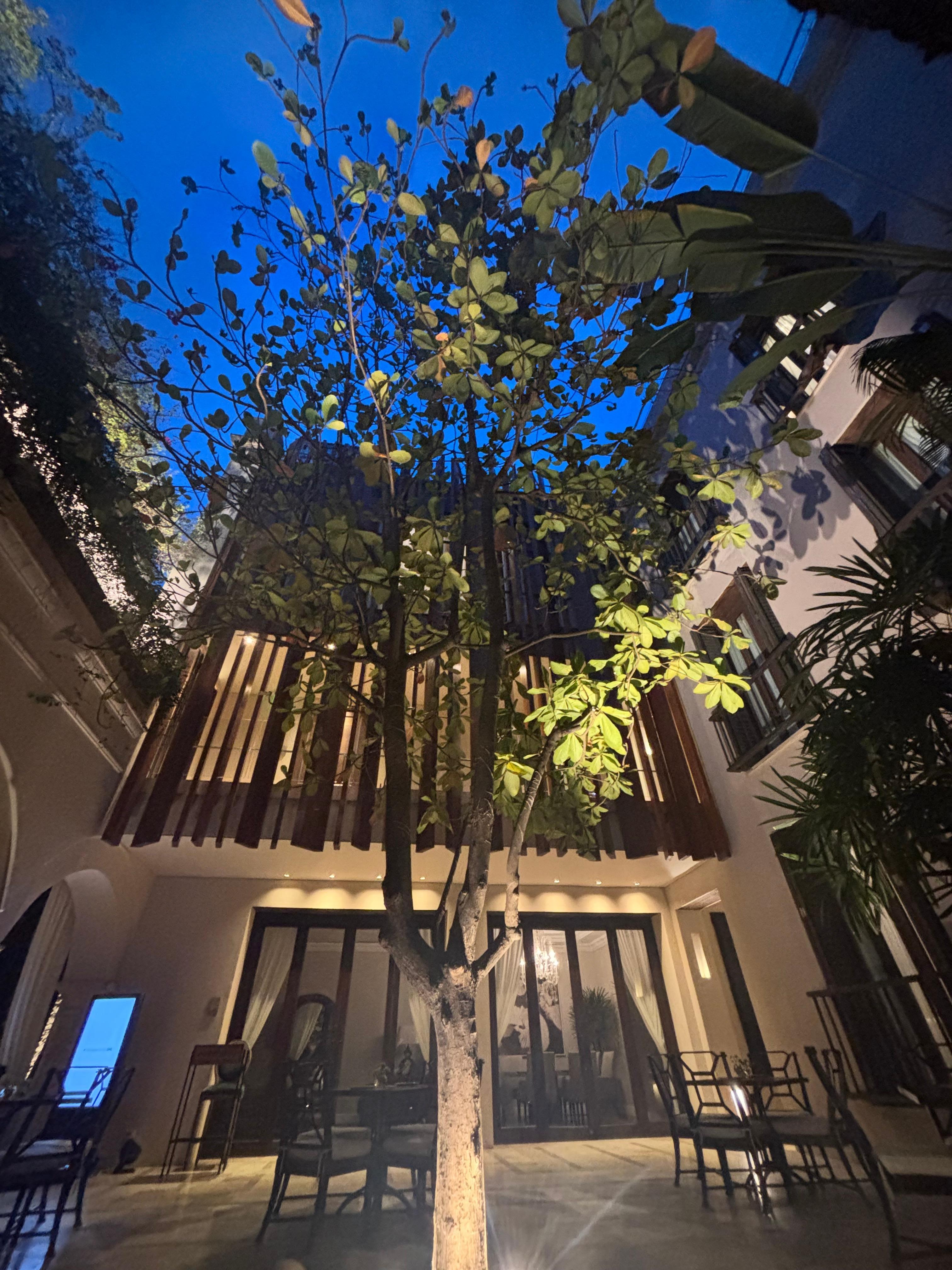 Open air and a tree in the lobby!