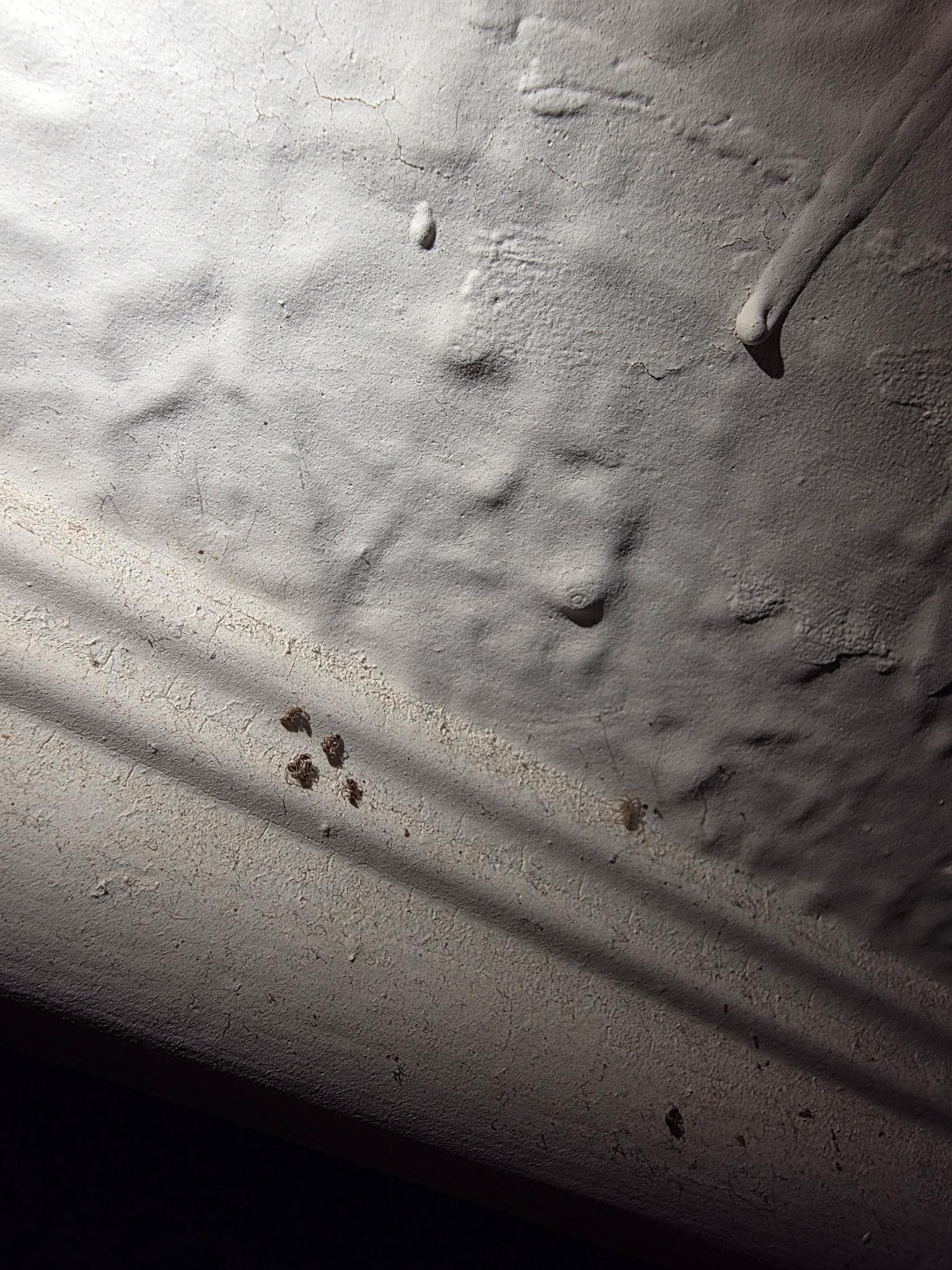 Dead bugs stuck to the ceiling 
